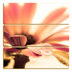 Obraz na plátne - Kvapka rosy na lúpeňoch kvetu - štvorec 380QC (75x75 cm)
