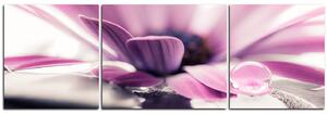 Obraz na plátne - Kvapka rosy na lúpeňoch kvetu - panoráma 580C (150x50 cm)