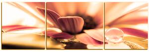 Obraz na plátne - Kvapka rosy na lúpeňoch kvetu - panoráma 580QC (150x50 cm)