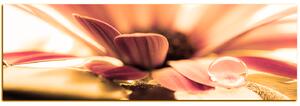 Obraz na plátne - Kvapka rosy na lúpeňoch kvetu - panoráma 580QA (105x35 cm)