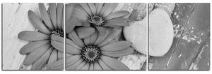 Obraz na plátne - Kvety a kamenné srdce - panoráma 583QC (150x50 cm)