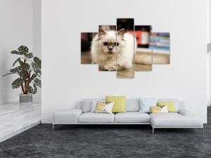 Obraz bielej mačky (150x105 cm)