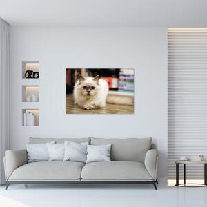 Obraz bielej mačky (90x60 cm)