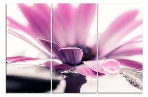 Obraz na plátne - Kvapka rosy na lúpeňoch kvetu 180B (120x80 cm)
