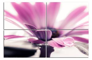 Obraz na plátne - Kvapka rosy na lúpeňoch kvetu 180D (120x80 cm)