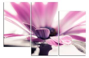 Obraz na plátne - Kvapka rosy na lúpeňoch kvetu 180C (120x80 cm)