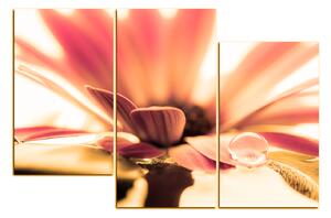 Obraz na plátne - Kvapka rosy na lúpeňoch kvetu 180QC (150x100 cm)