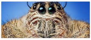 Obraz detailu pavúka (120x50 cm)