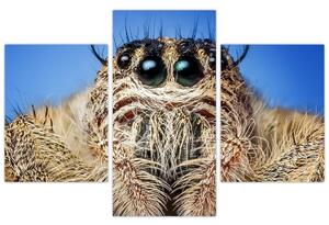 Obraz detailu pavúka (90x60 cm)