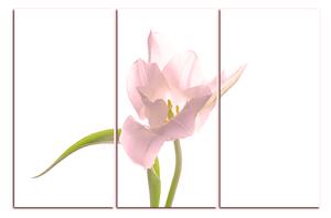 Obraz na plátne - Tulipán 181QB (150x100 cm)