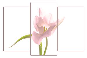 Obraz na plátne - Tulipán 181QC (90x60 cm)
