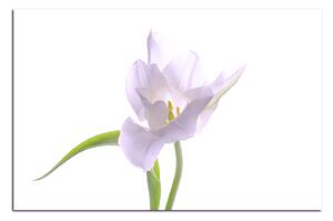 Obraz na plátne - Tulipán 181FA (60x40 cm)