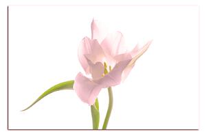 Obraz na plátne - Tulipán 181QA (100x70 cm)