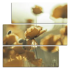 Obraz na plátne - Maky na slnku - štvorec 393QD (75x75 cm)
