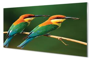 Nástenný panel  Farebné papagáj na vetve 100x50 cm