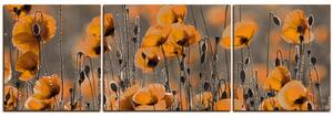 Obraz na plátne - Krásne divoké maky - panoráma 597QC (150x50 cm)