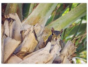 Obraz veveričky na strome (70x50 cm)