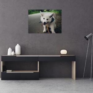 Obraz bieleho psíka (70x50 cm)