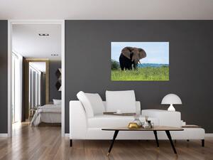 Obraz slona (90x60 cm)