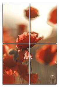 Obraz na plátne - Maky na slnku - obdĺžnik 793FD (90x60 cm)