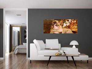 Obraz mačky v kvetináči (120x50 cm)