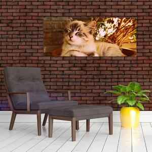 Obraz mačky v kvetináči (120x50 cm)