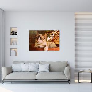Obraz mačky v kvetináči (90x60 cm)
