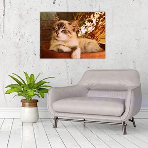 Obraz mačky v kvetináči (70x50 cm)