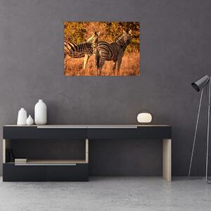 Obraz zebier (70x50 cm)