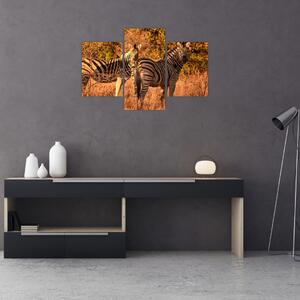 Obraz zebier (90x60 cm)