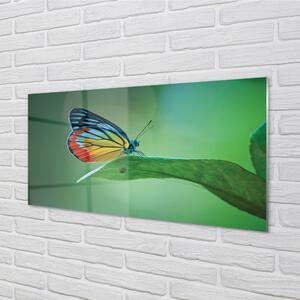 Nástenný panel  Farebný motýľ krídlo 100x50 cm