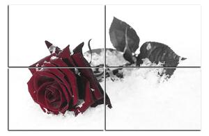 Obraz na plátne - Ruža na snehu 1103FE (120x80 cm)