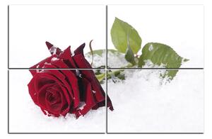 Obraz na plátne - Ruža na snehu 1103E (150x100 cm)
