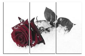 Obraz na plátne - Ruža na snehu 1103FB (90x60 cm )