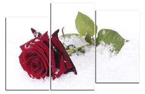 Obraz na plátne - Ruža na snehu 1103D (120x80 cm)