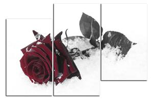 Obraz na plátne - Ruža na snehu 1103FC (105x70 cm)