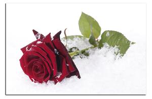 Obraz na plátne - Ruža na snehu 1103A (100x70 cm)