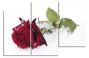 Obraz na plátne - Ruža na snehu 1103C (105x70 cm)
