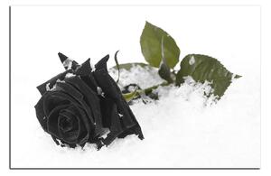 Obraz na plátne - Ruža na snehu 1103QA (120x80 cm)