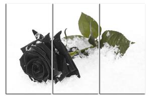 Obraz na plátne - Ruža na snehu 1103QB (150x100 cm)