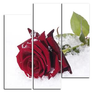 Obraz na plátne - Ruža na snehu - štvorec 3103B (75x75 cm)