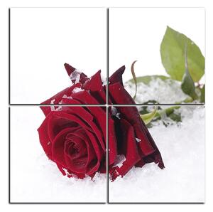 Obraz na plátne - Ruža na snehu - štvorec 3103D (60x60 cm)