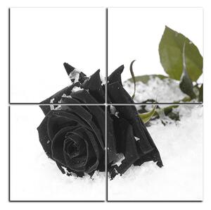 Obraz na plátne - Ruža na snehu - štvorec 3103QD (60x60 cm)