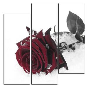 Obraz na plátne - Ruža na snehu - štvorec 3103FB (75x75 cm)