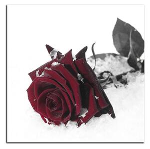 Obraz na plátne - Ruža na snehu - štvorec 3103FA (50x50 cm)