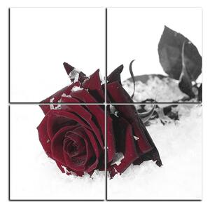 Obraz na plátne - Ruža na snehu - štvorec 3103FD (60x60 cm)