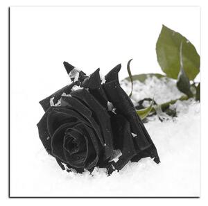 Obraz na plátne - Ruža na snehu - štvorec 3103QA (50x50 cm)