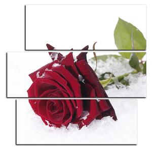 Obraz na plátne - Ruža na snehu - štvorec 3103C (75x75 cm)