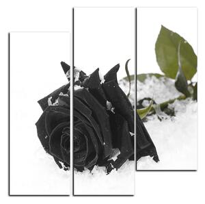 Obraz na plátne - Ruža na snehu - štvorec 3103QB (75x75 cm)