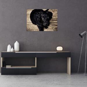 Obraz čierneho šteňaťa (70x50 cm)